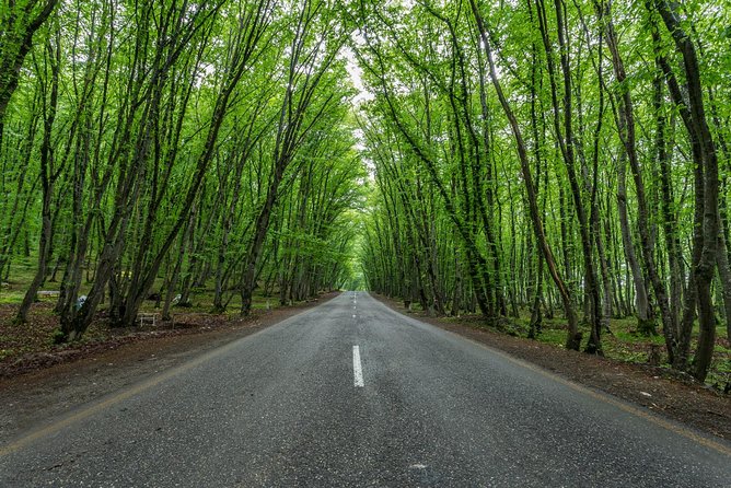 Qechresh Forest